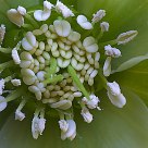 The heart of the flower